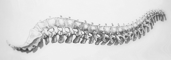 Chiropractic Portland OR Spine Drawing